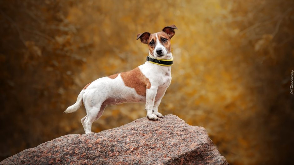 Джек Рассел пинчер