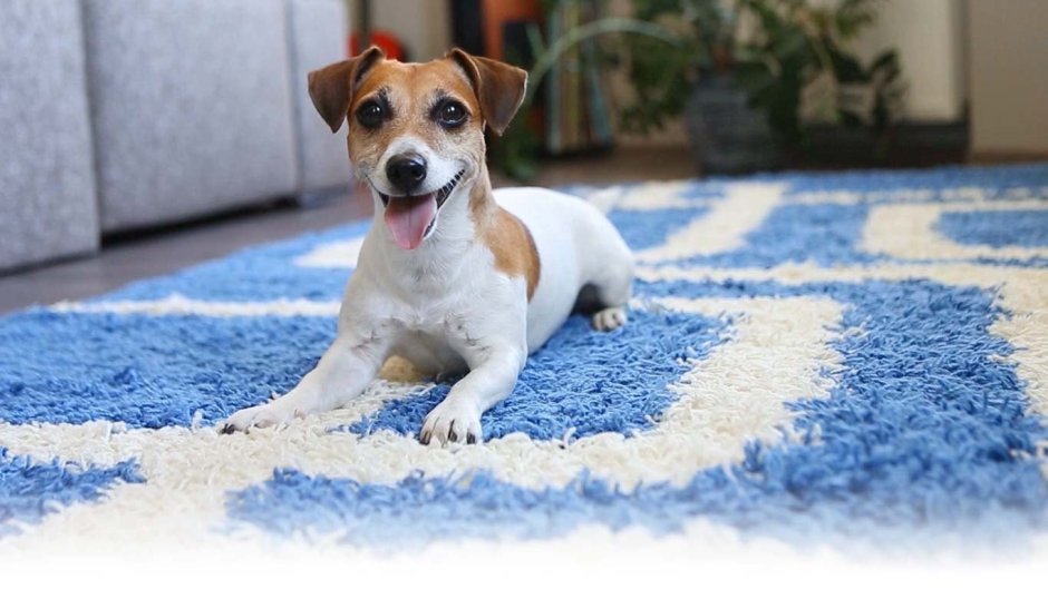 Джек Рассел