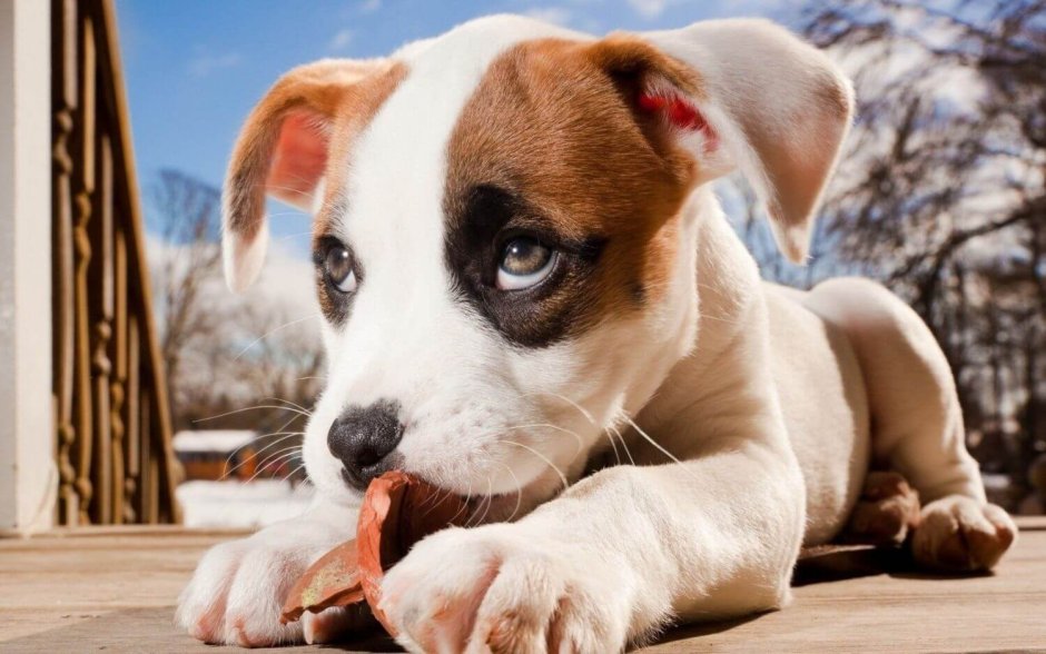 Собака Джек Рассел на белом фоне