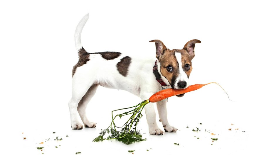 С днём рождения Джек Рассел терьер