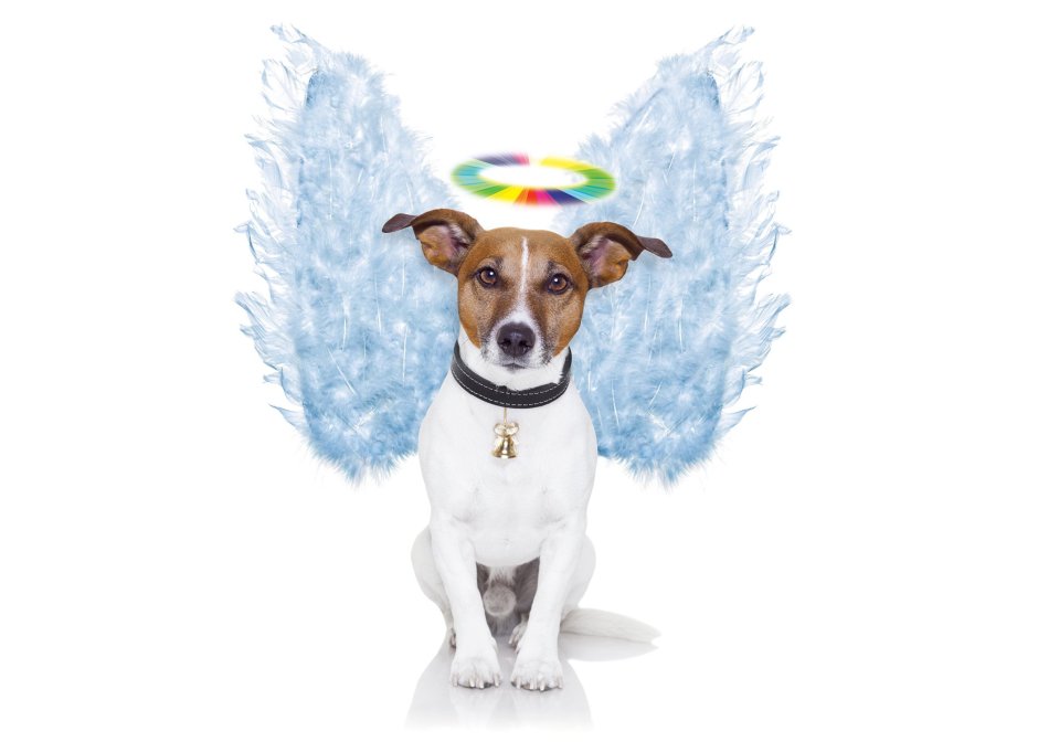 Джек Рассел купается