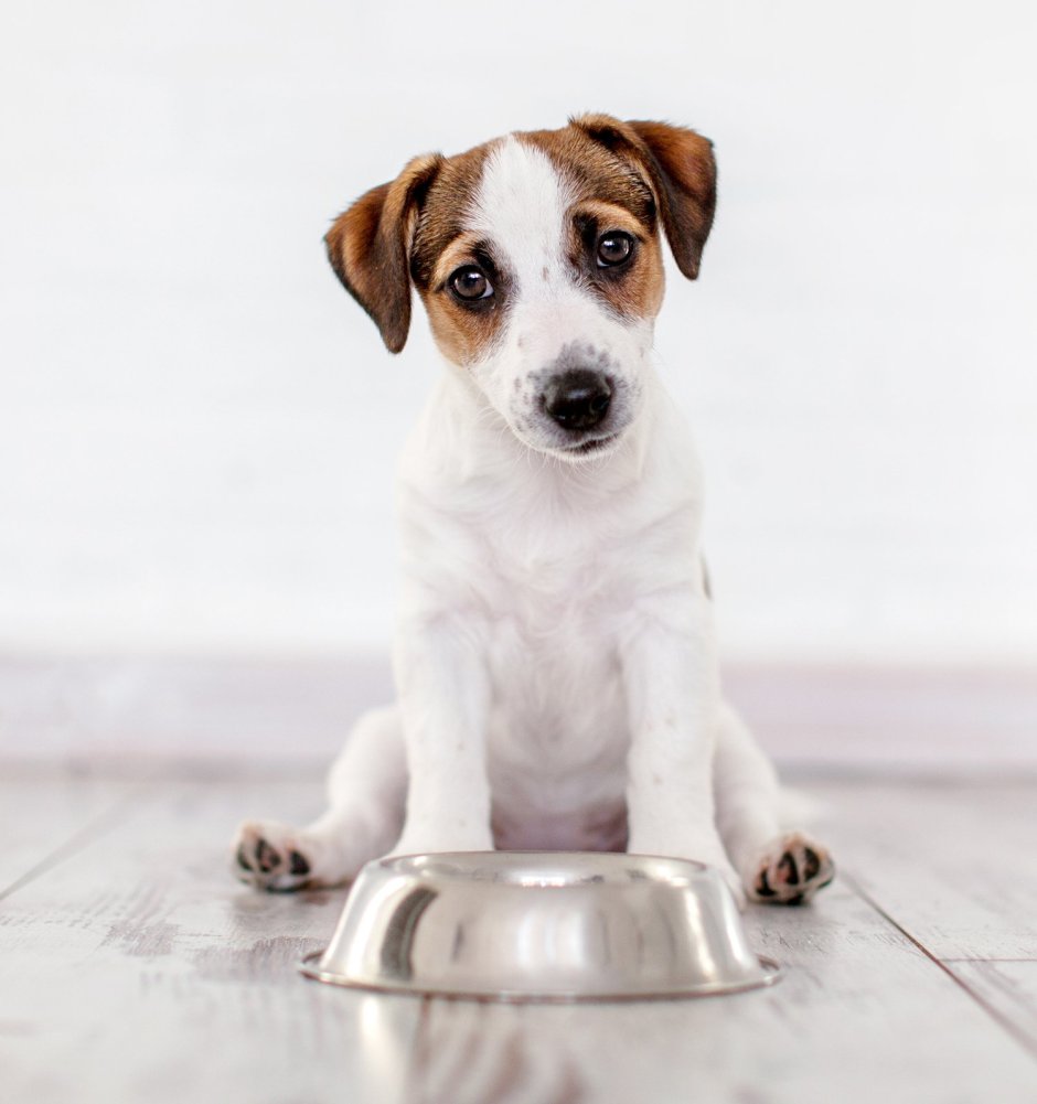 Джек Рассел короткошерстный щенок