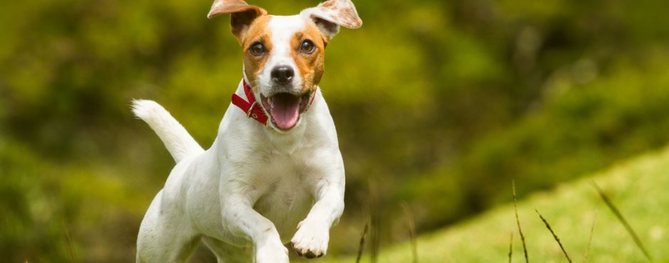 Злой Джек Рассел