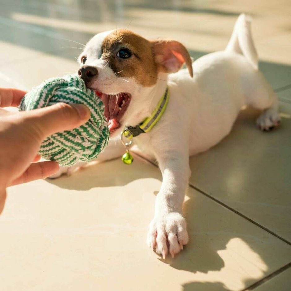 Джек Рассел Усатый