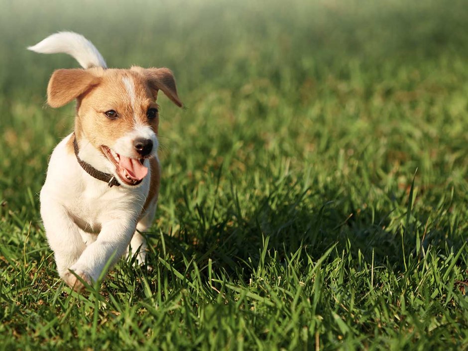 Джек Рассел и кега