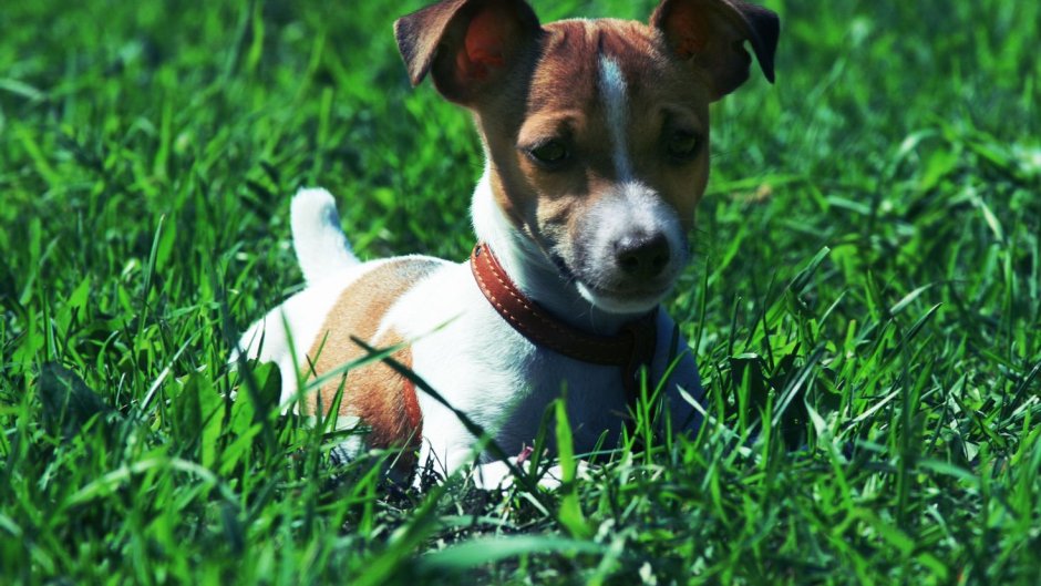 Джек-Рассел-терьер в фильме маска