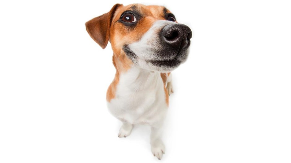 Джек Рассел Мем