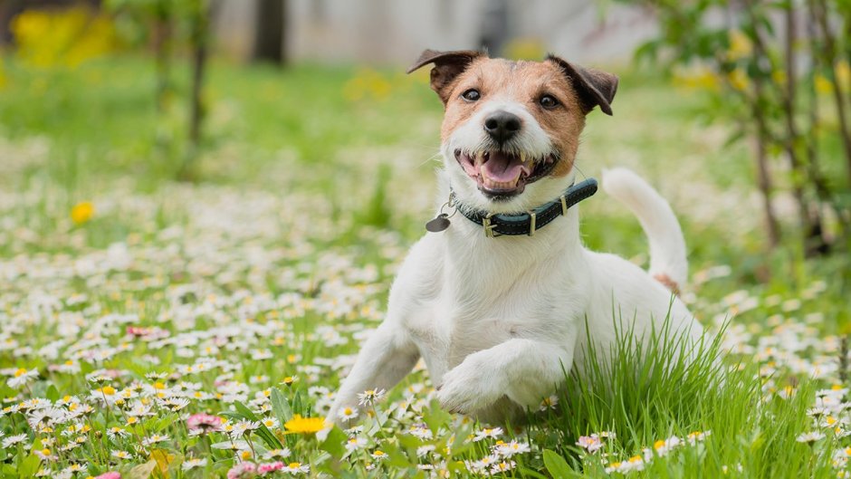 Джек-Рассел-терьер морда