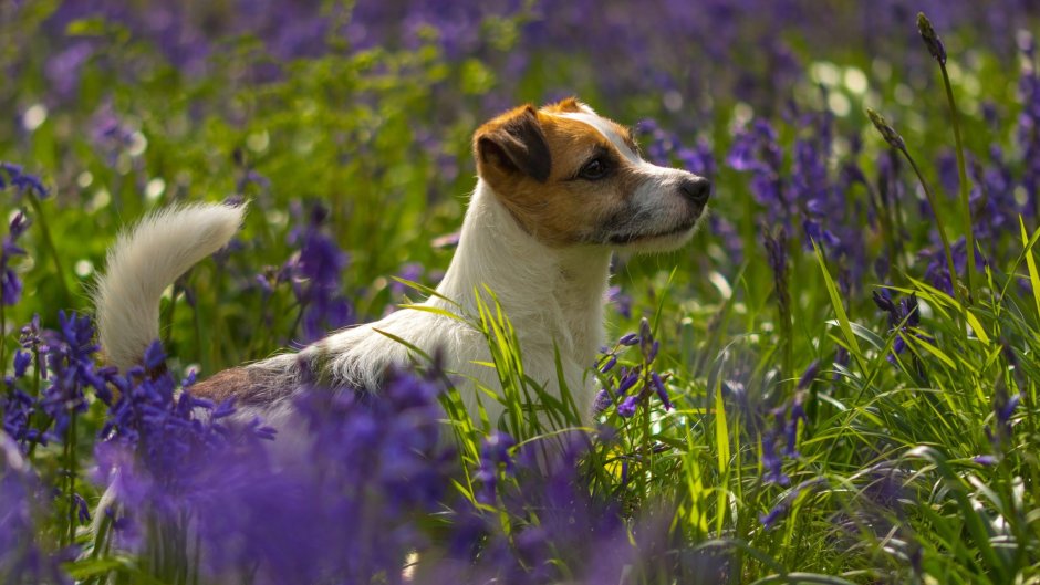 Лиловый Джек Рассел