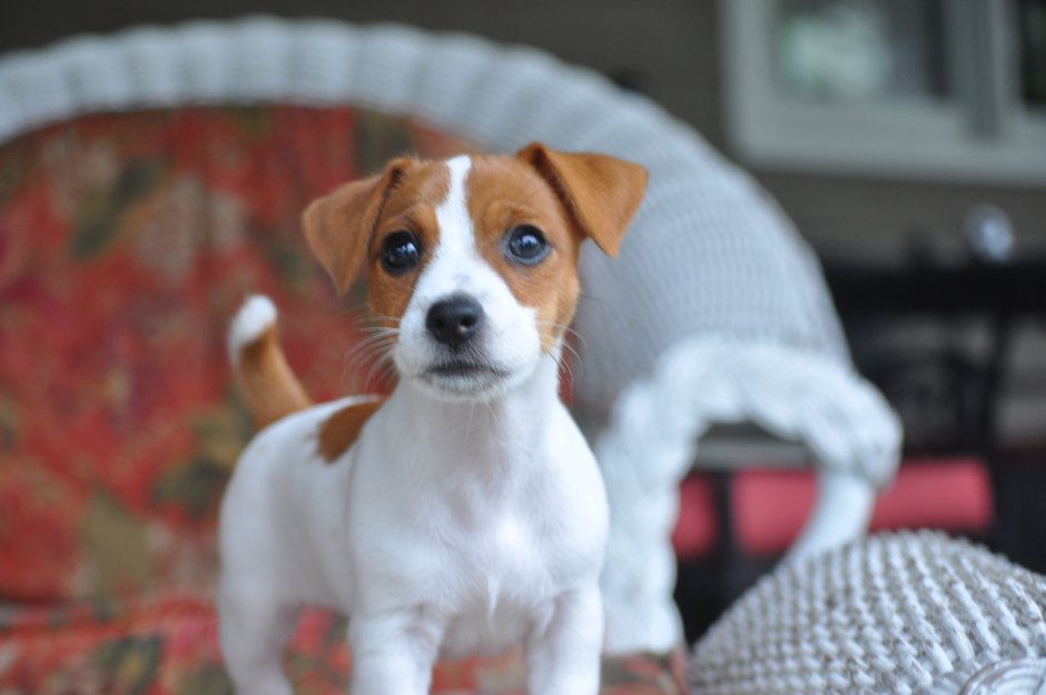 Серебряный бриллиант Джек Рассел