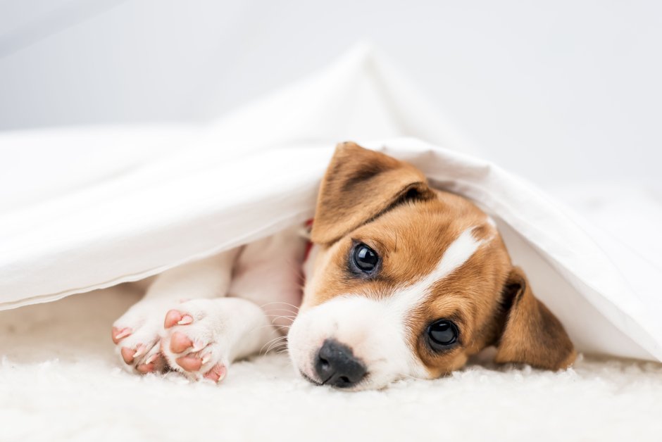 Джек-расселов Лапкинс