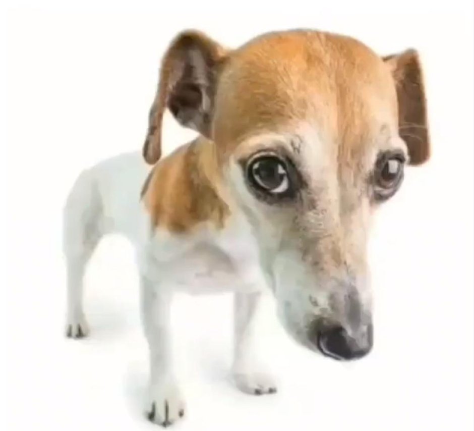 Собака в стиле Минимализм