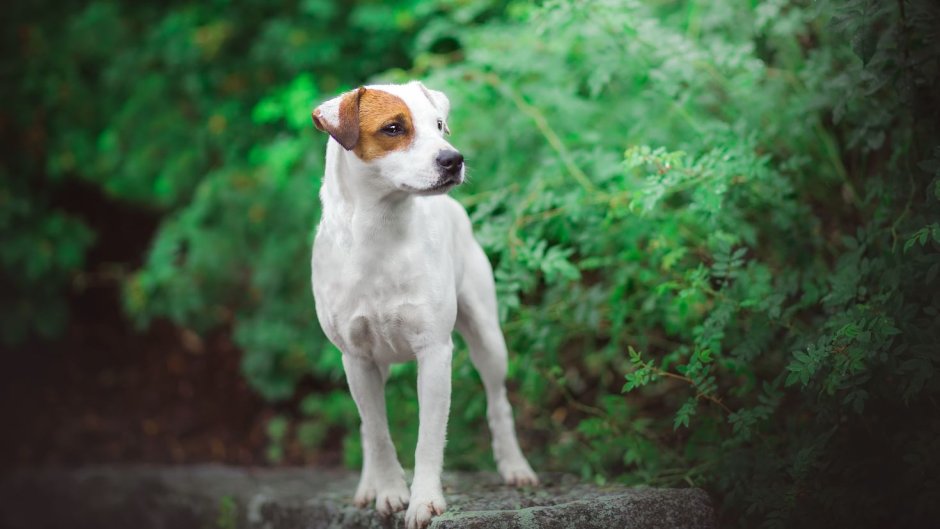 Джек Рассел