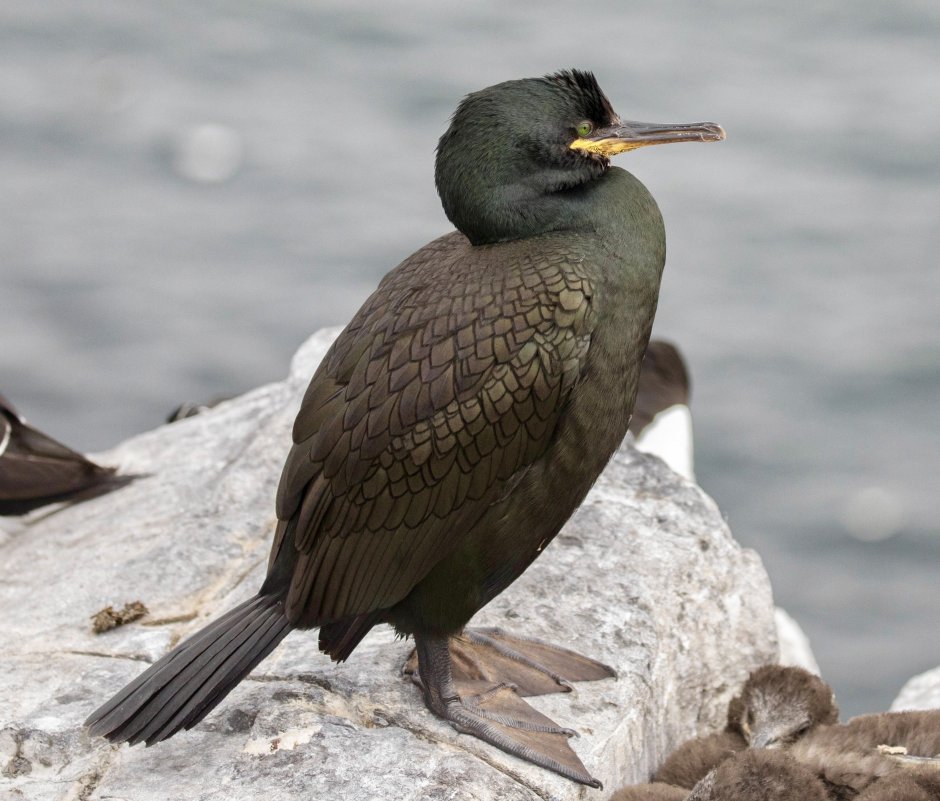 Хохлатый Баклан Phalacrocorax Aristotelis