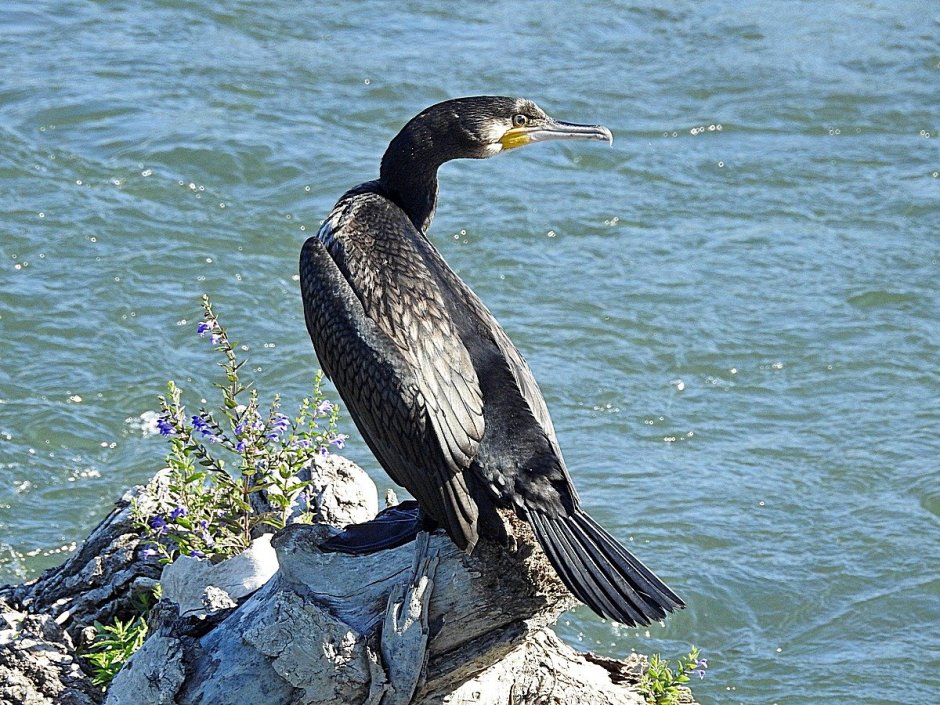 Большой Баклан Phalacrocorax Carbo