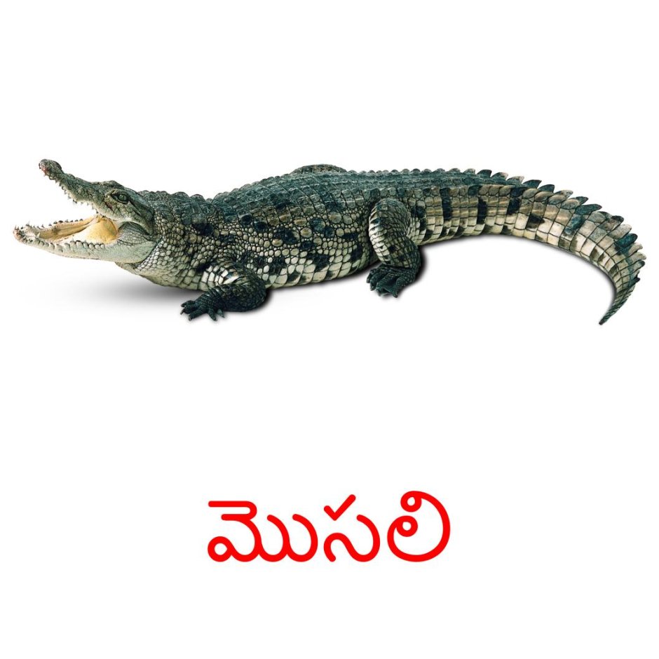 Крокодил и Аллигатор инфографика