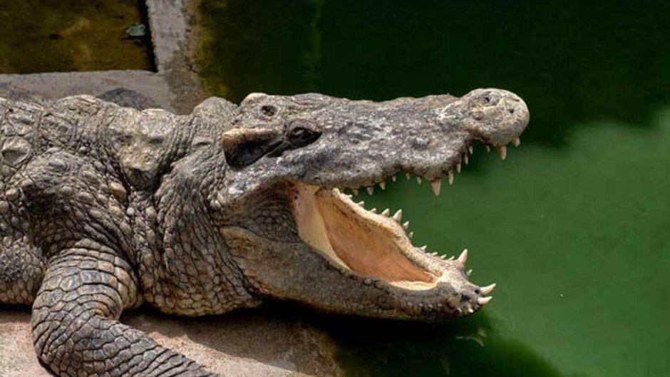 Крокодил аватарка