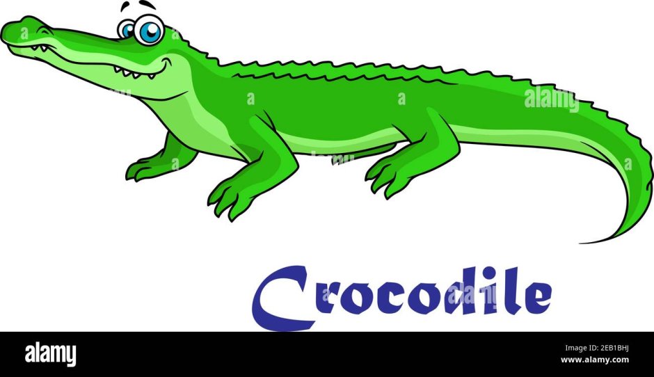 Части крокодила на английском