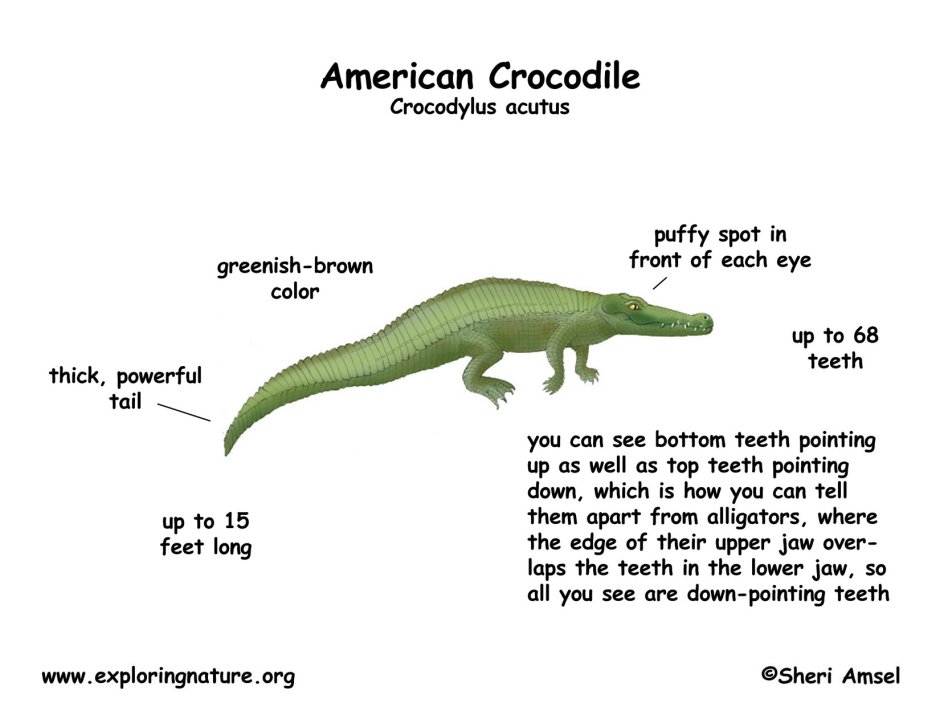 Крокодил на английском для детей