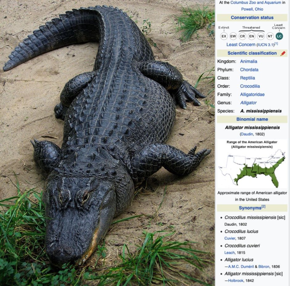 Английские слова для крокодила