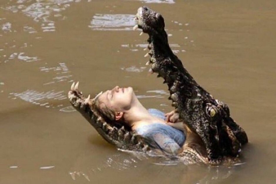 Аллигатор Грин лого