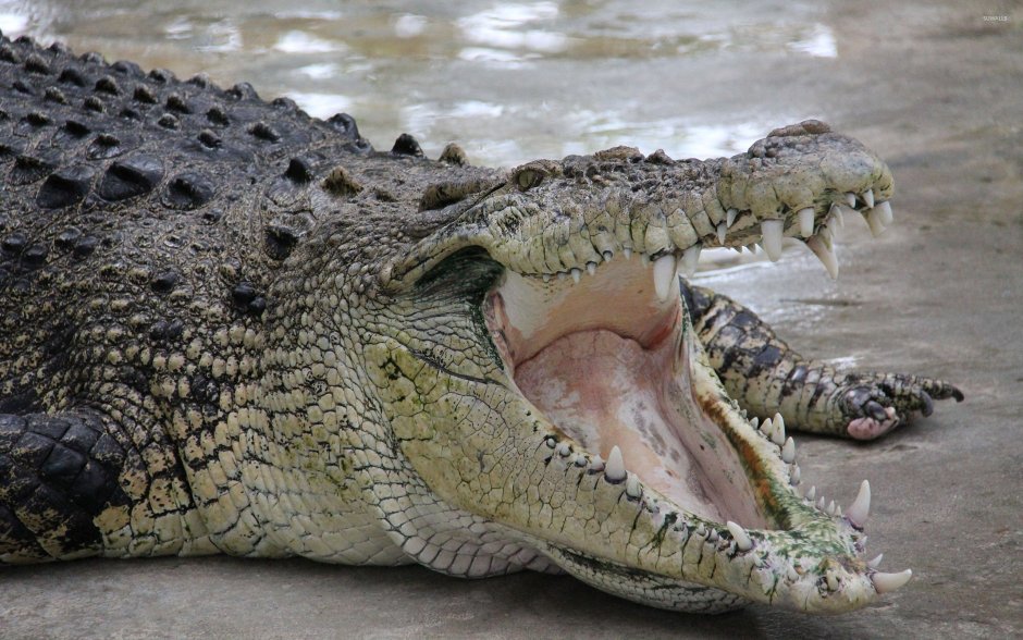 Alligator and Crocodile difference