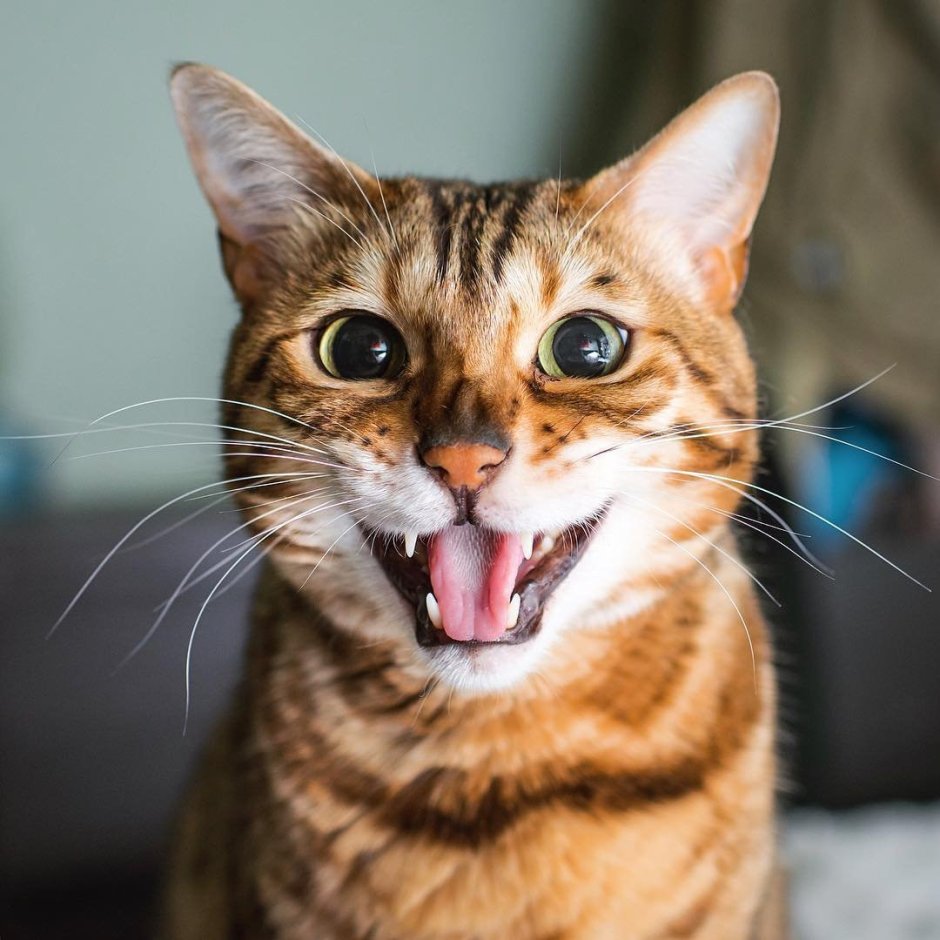 Котик смеется