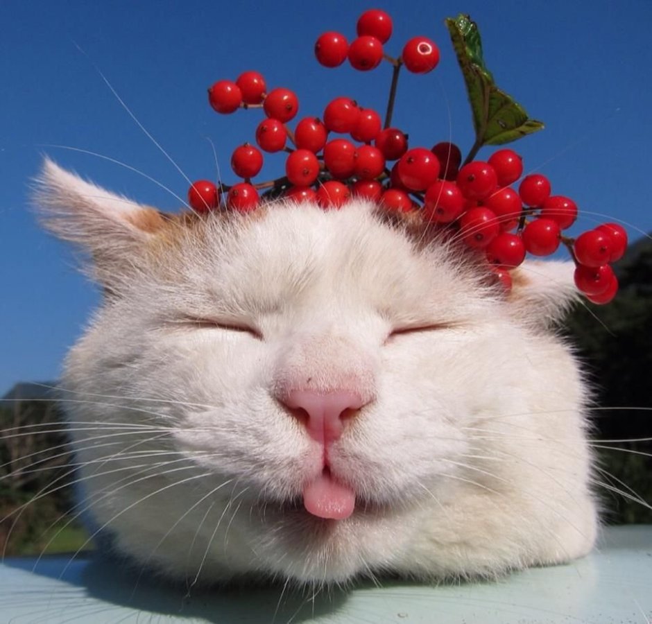 Кот Мем