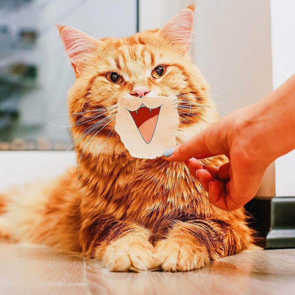 Смешной кот с открытым ртом
