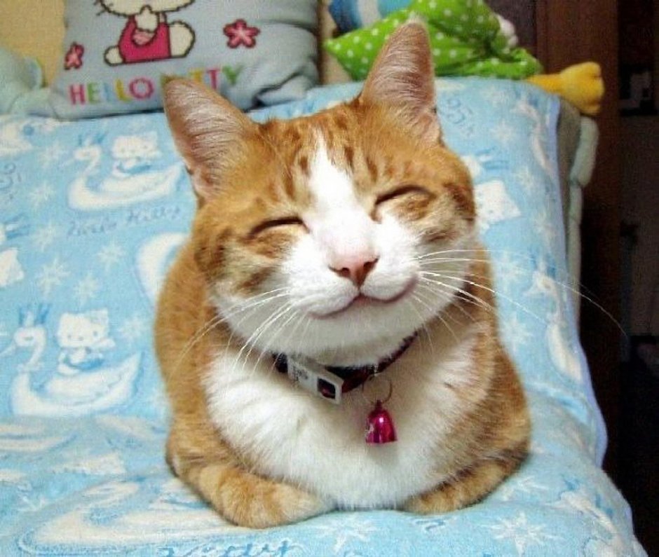 Смешной кот