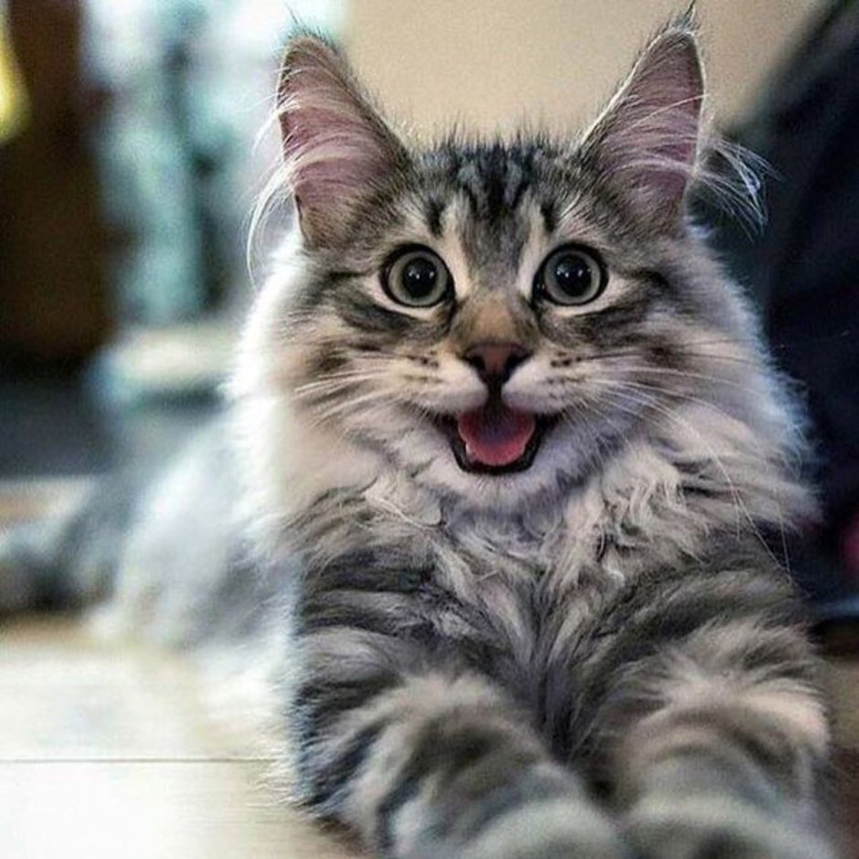 Чеширский кот