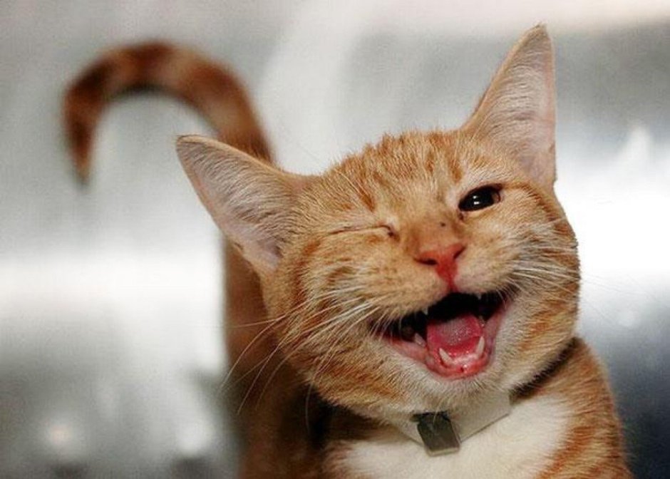 Котенок улыбается