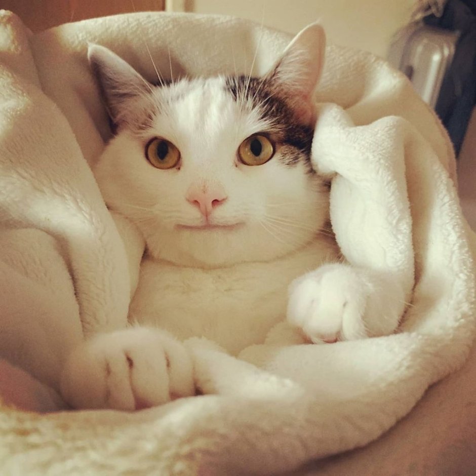Кот с ухмылкой