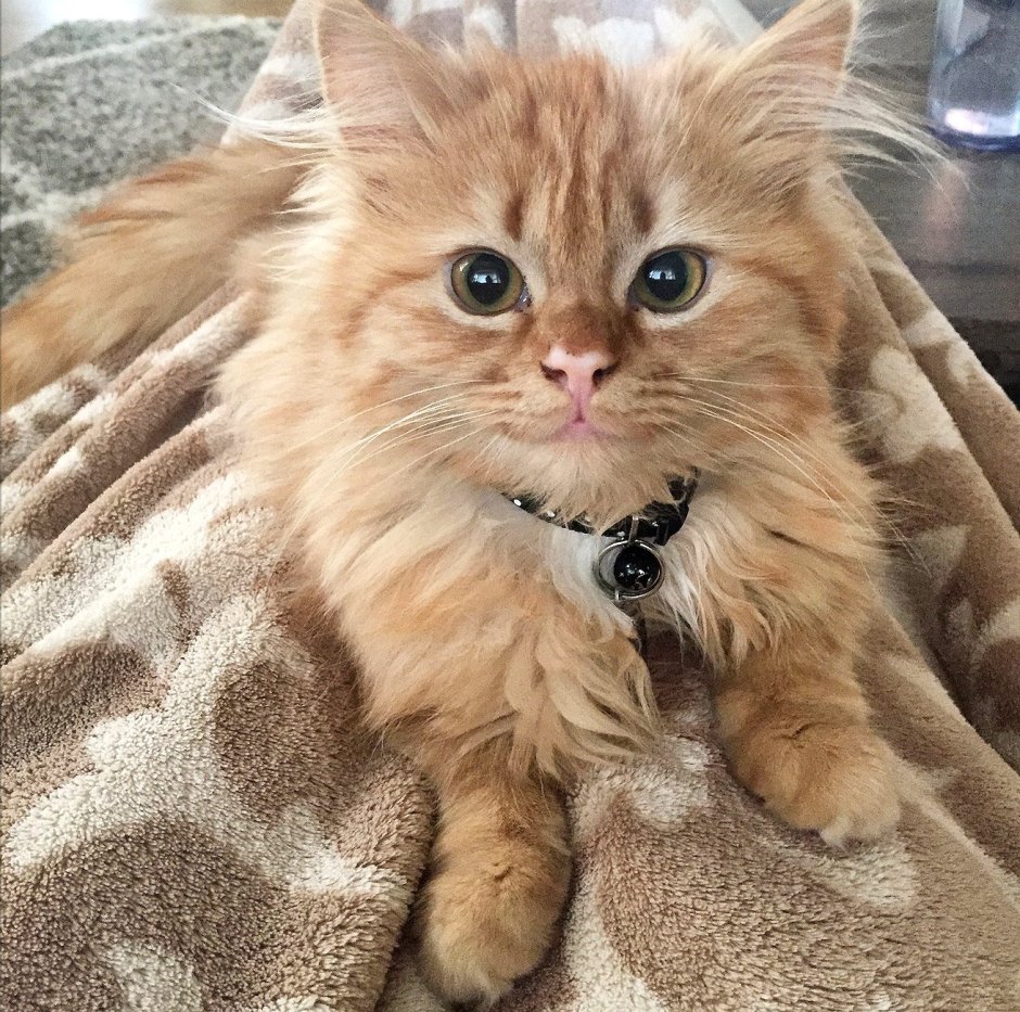 Улыбка Чеширского кота