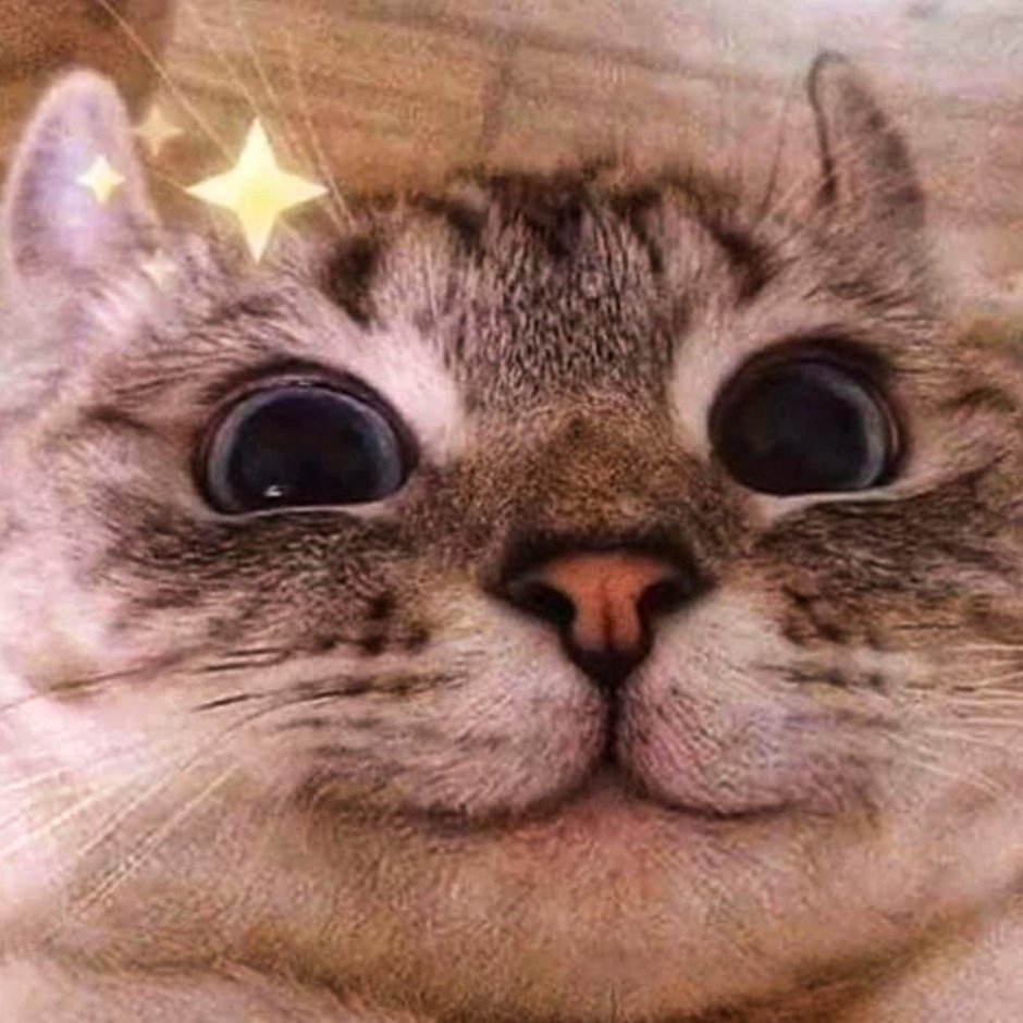Кошка улыбается