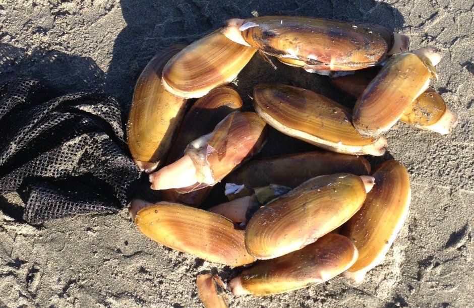 Моллюски Razor Clams