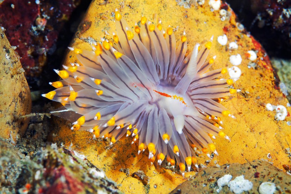 Janolus fuscus