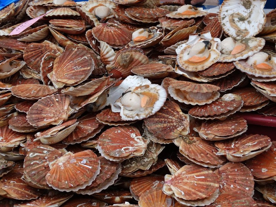 Морской деликатес гребешки