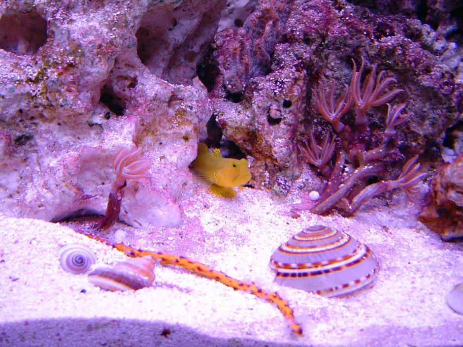 Ракушки на дне моря