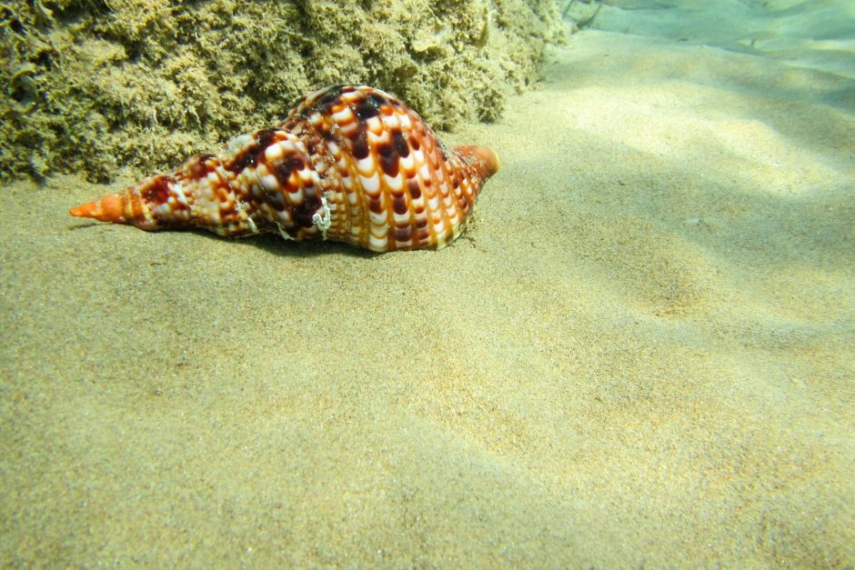 Ракушки на дне моря