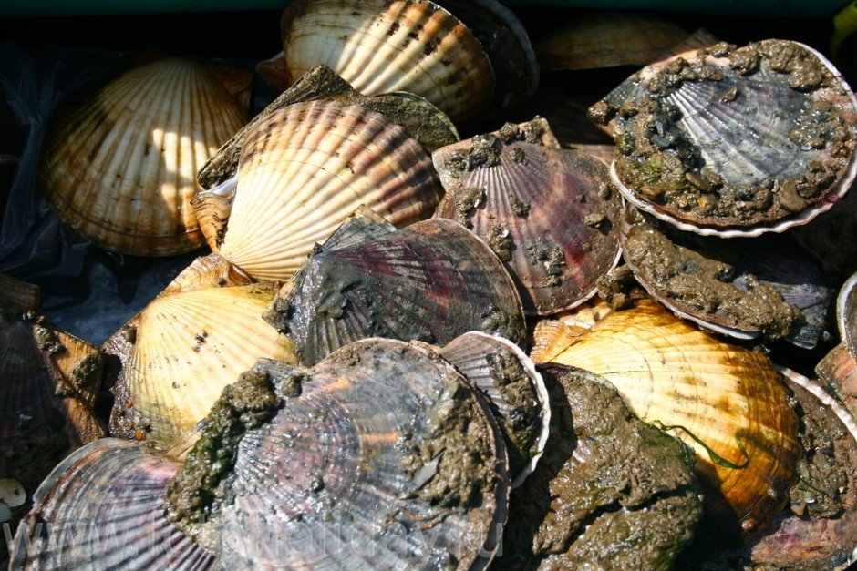 Рыбы Охотского моря