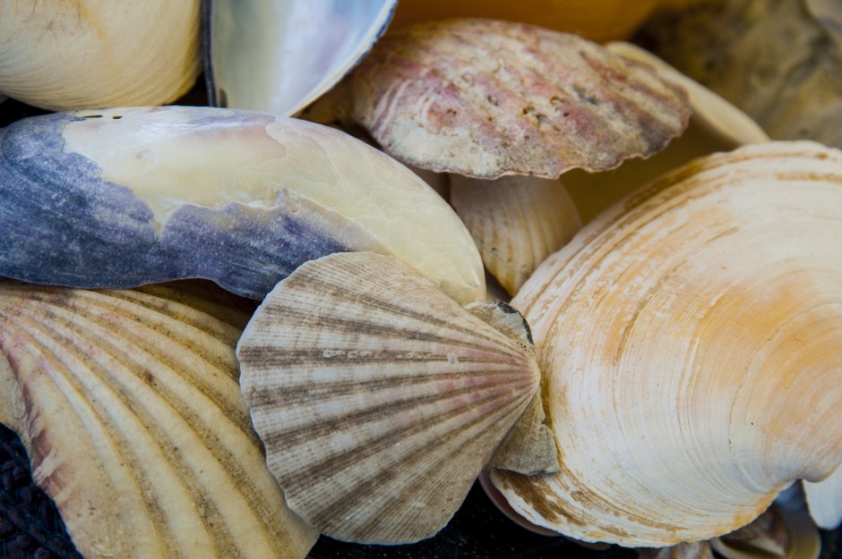 Cockles моллюск