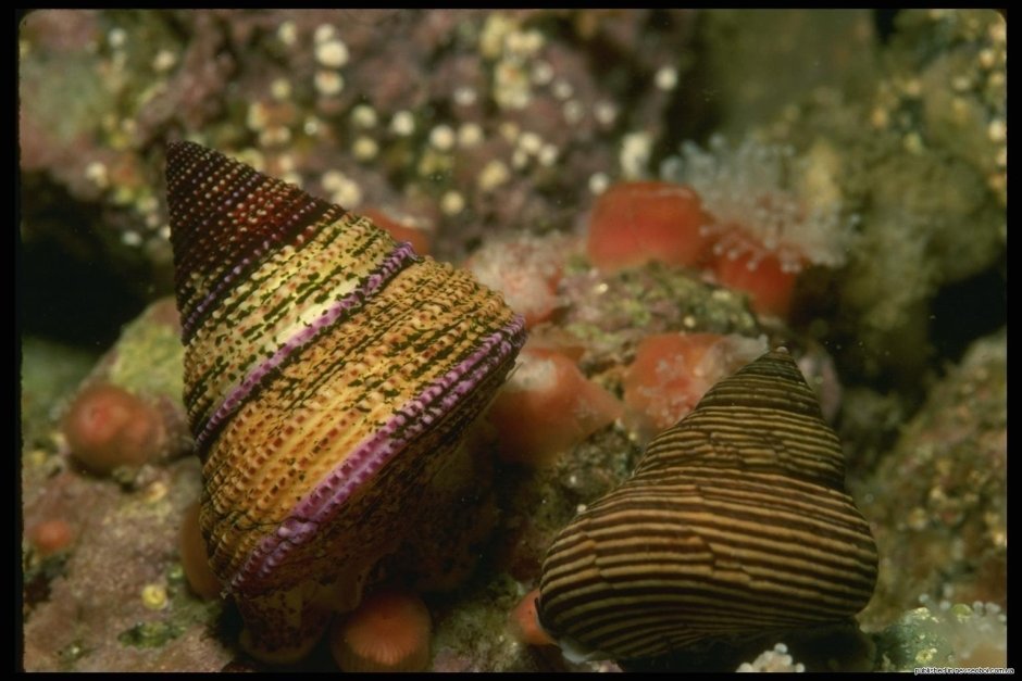 Морские брюхоногие моллюски морские
