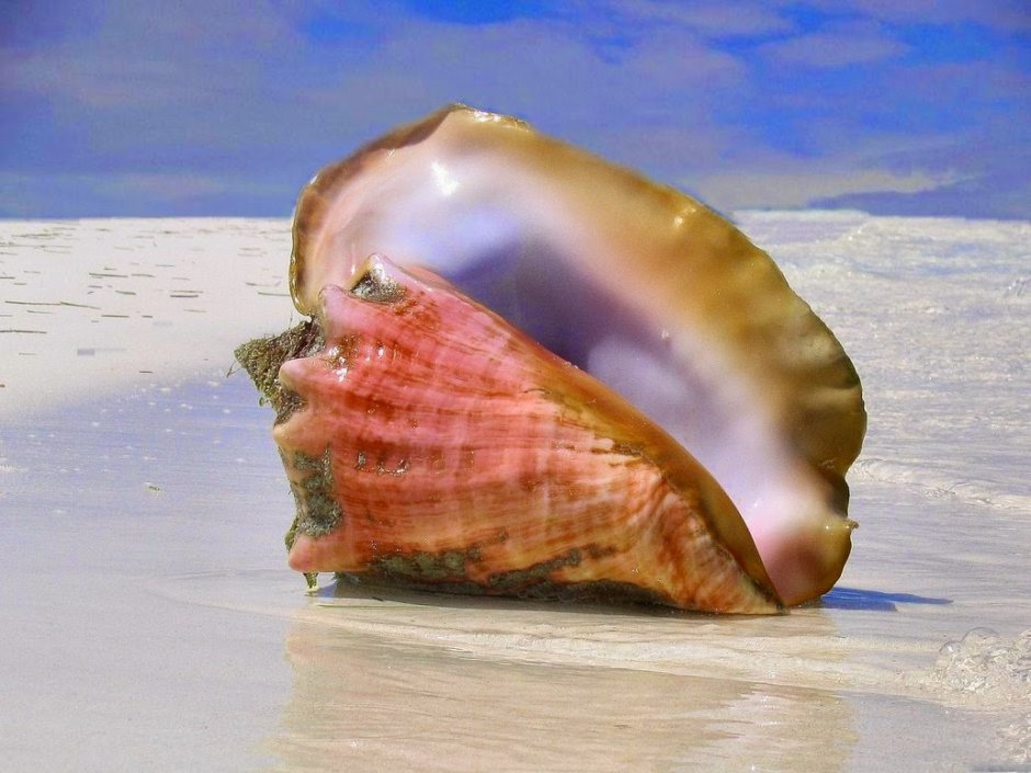 Морские фисташки моллюск