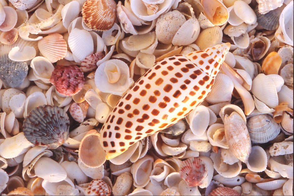 Раковины красного моря
