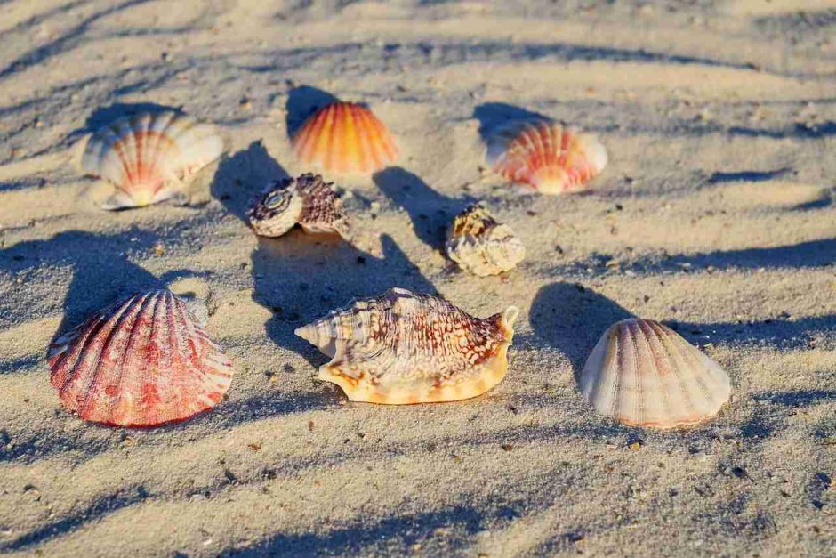 Красное море пляж ракушки