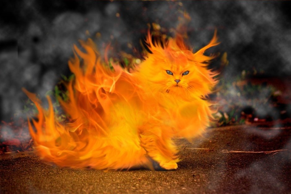 Демонический кот
