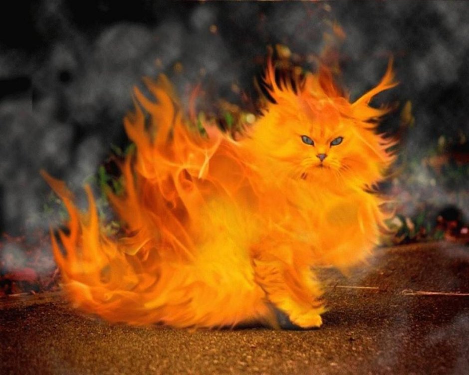 Кошка из огня