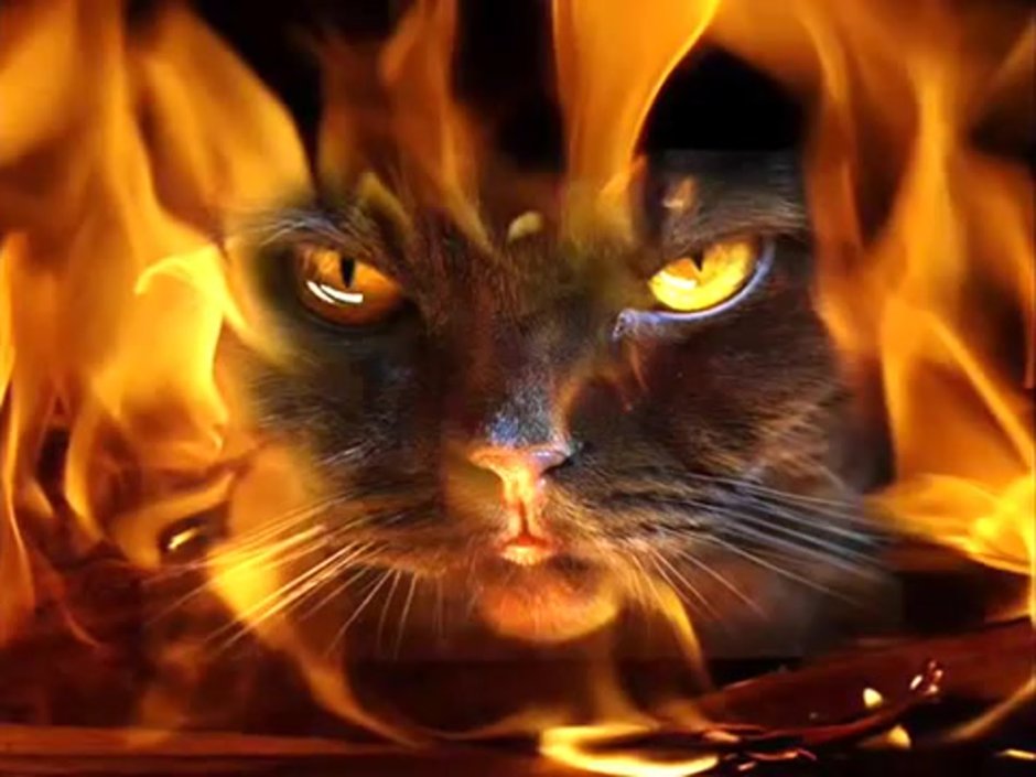 Красный кот
