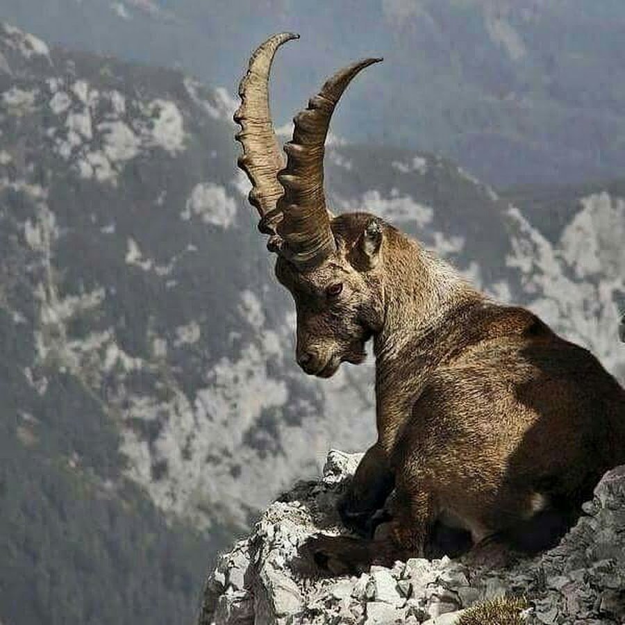 Альпийский горный козел на скале
